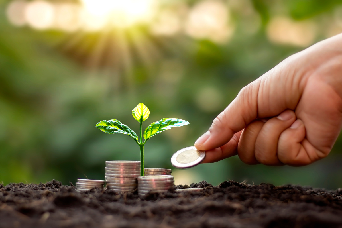 Tree with Green Leaves Growing from Coin and Natural Green Background Blurred Finance and Money Management Concept for SME.